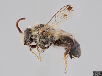 [Colletes solidaginis male thumbnail]